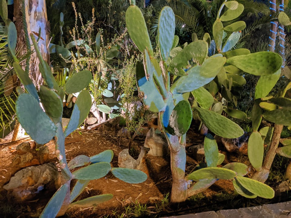 Gartenanlage Apollonia Beach Resort & Spa