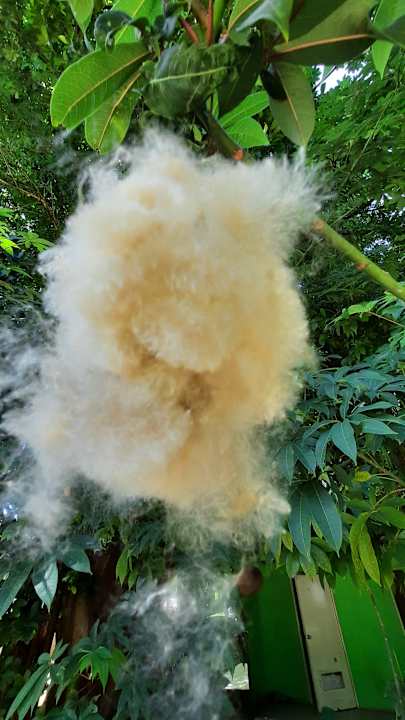 Gartenanlage Santiburi Koh Samui