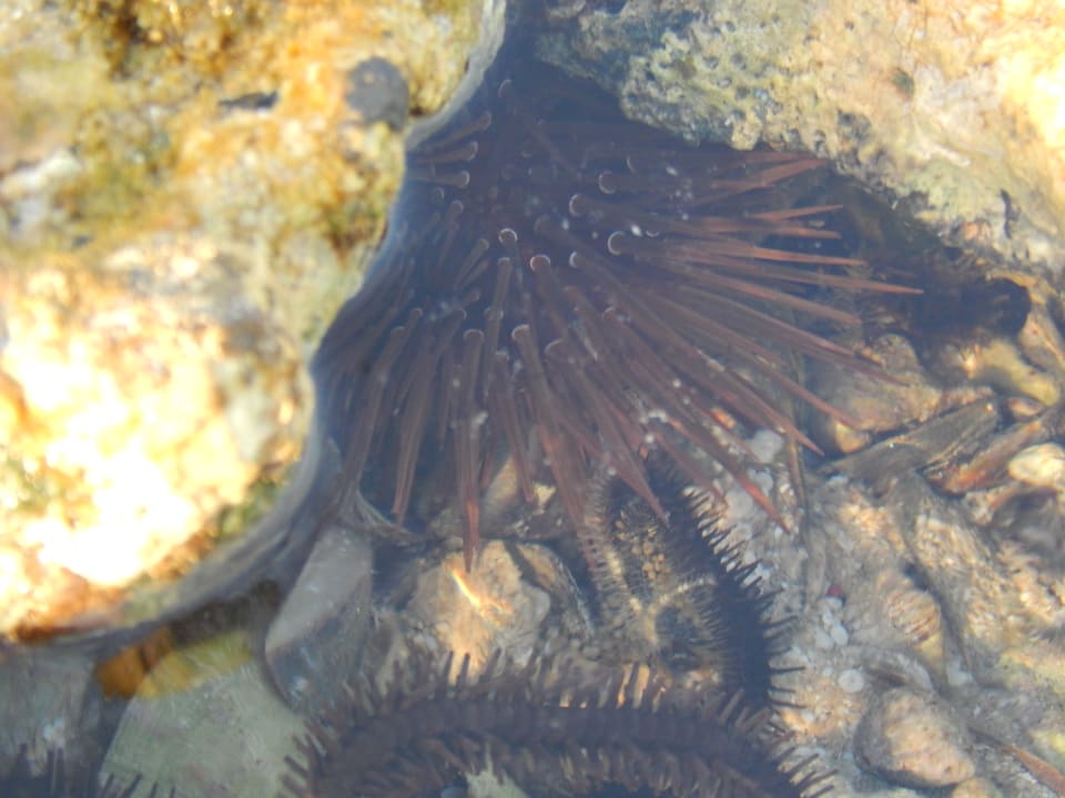 Strand Pickalbatros Citadel Resort