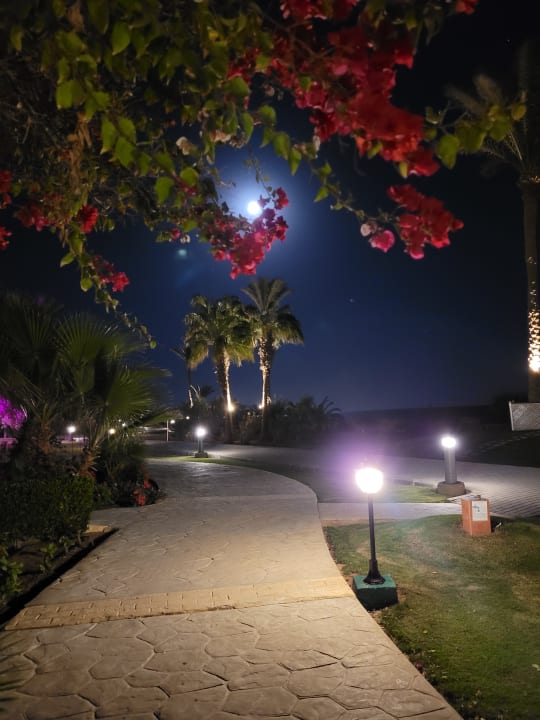 Gartenanlage Steigenberger Coraya Beach - Adults only