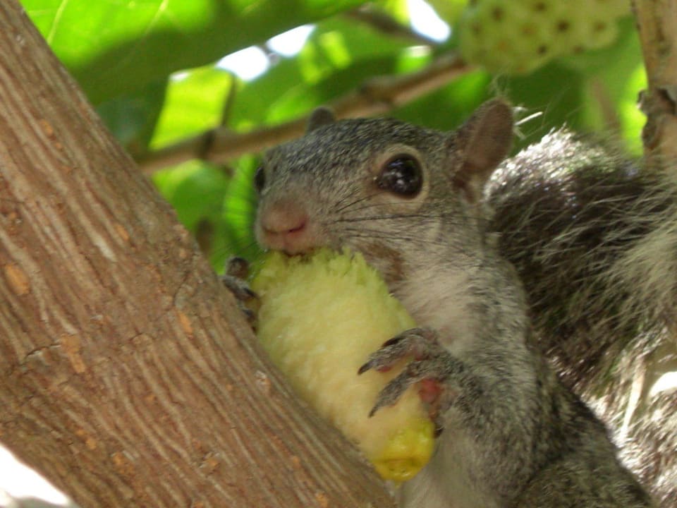 Eichhörnchen Grand Palladium Select White Sand Resort & Spa