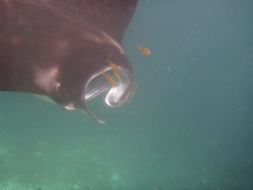 Mantas ohne Ende Raja4divers Resort