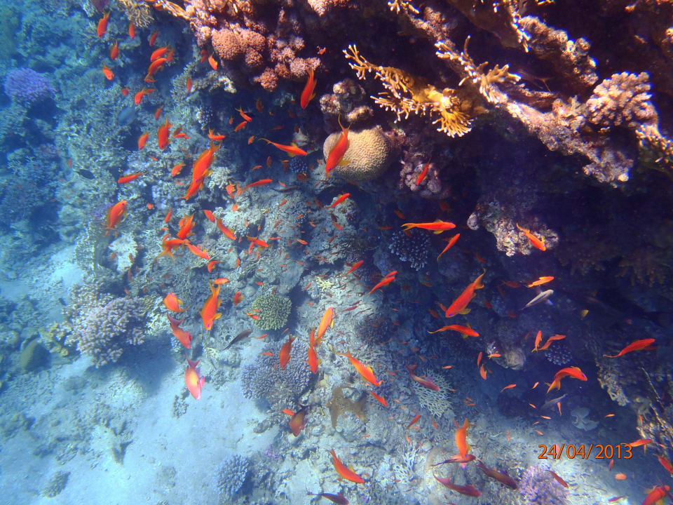 Viele kleine, bunte Fische... Happy Life Village