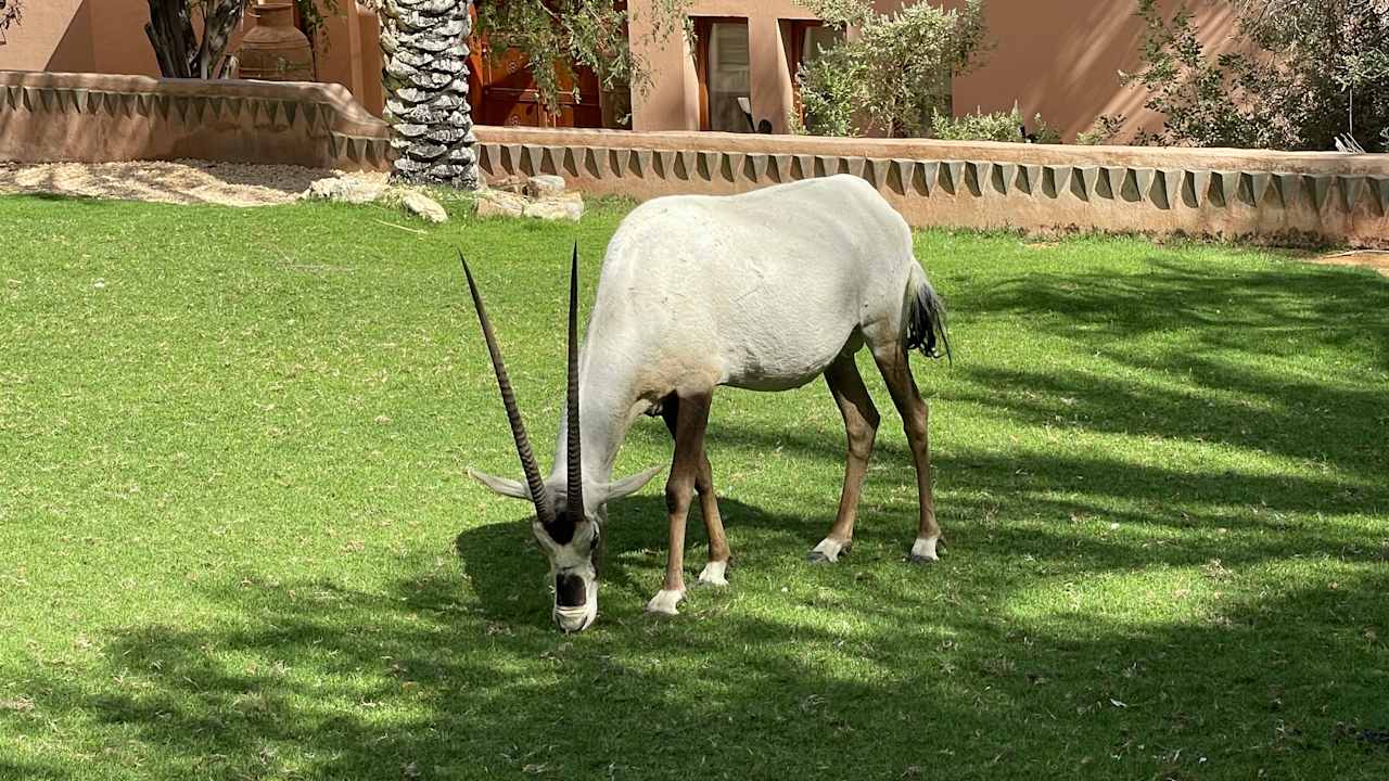 Gartenanlage Al Maha, A Luxury Collection Desert Resort & Spa