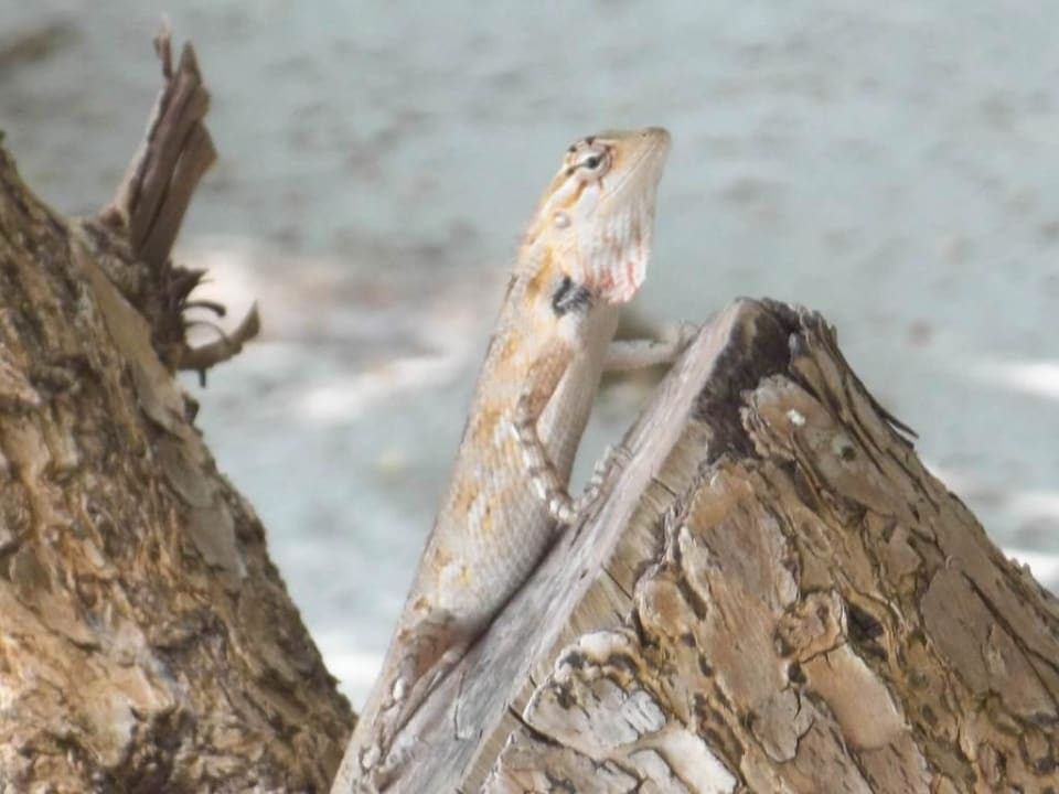 Mitbewohner der Insel   Adaaran Select Hudhuran Fushi - Premium All Inclusive