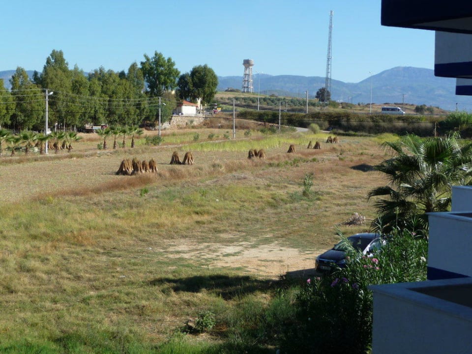 Sesamernte neben dem Hotel Skys Hotel