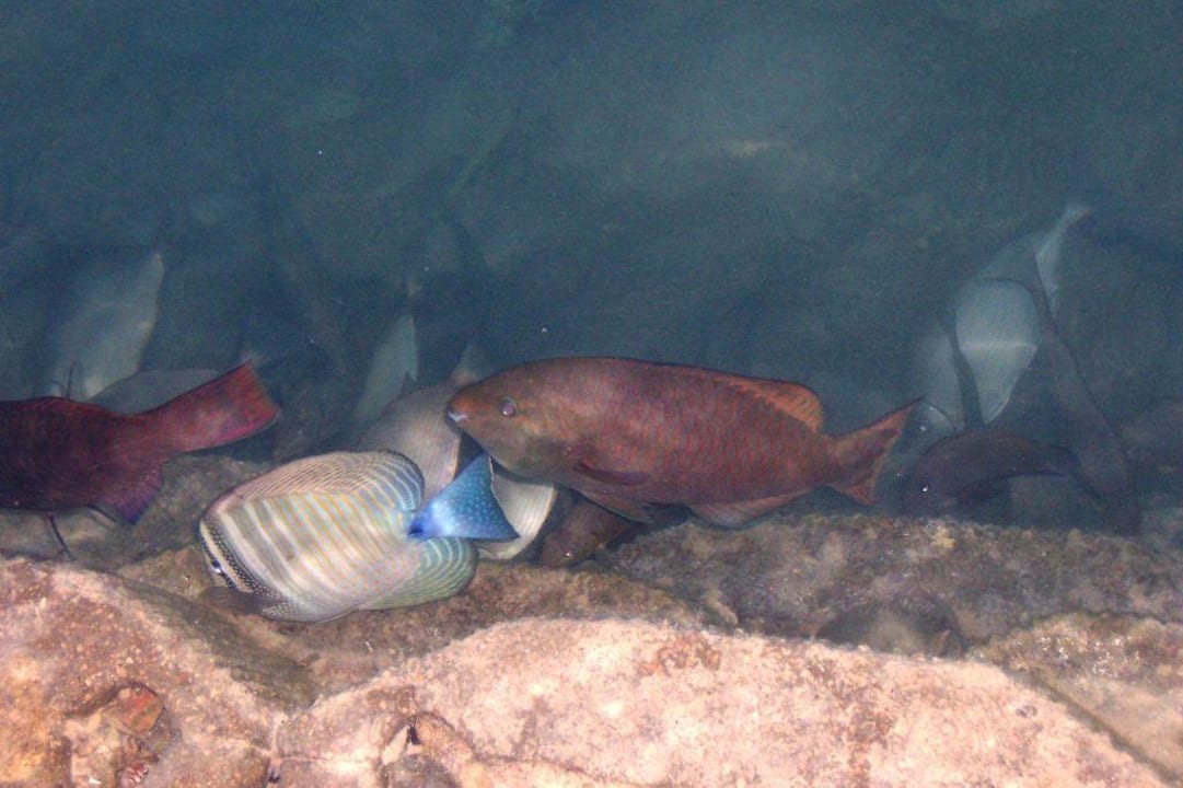 Fische in der Hotellagune Pickalbatros Dana Beach Resort - Hurghada