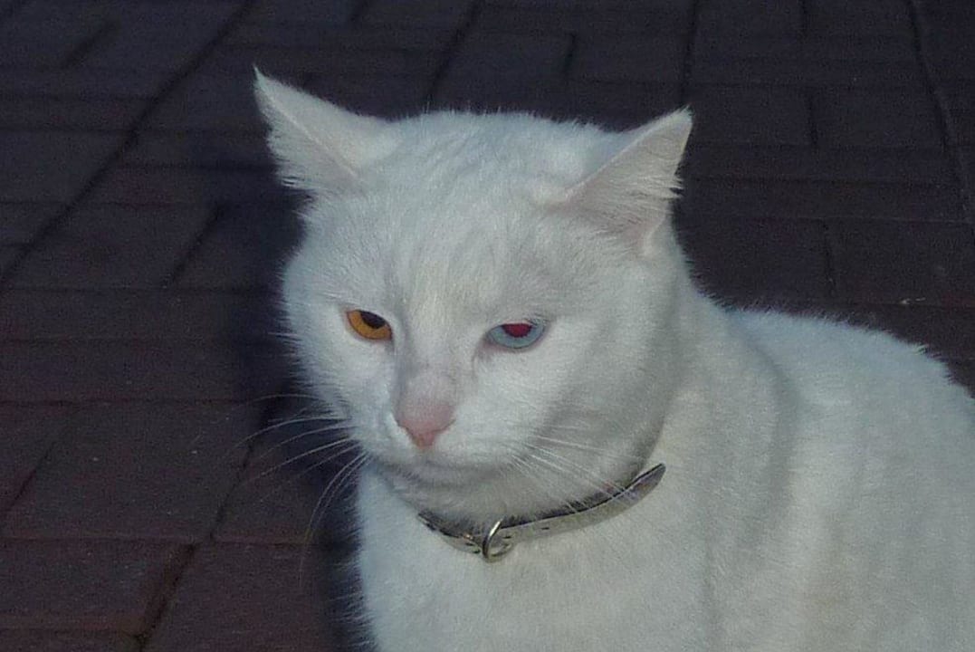 Augen beachten Limak Limra Hotel & Resort