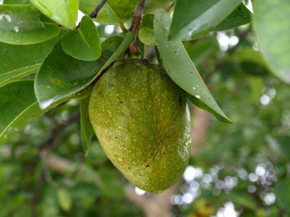 Guave Meeru Maldives Resort Island