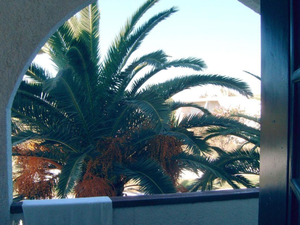 Blick vom Balkon auf die Dattelpalmen Westseite Hotel Hermes