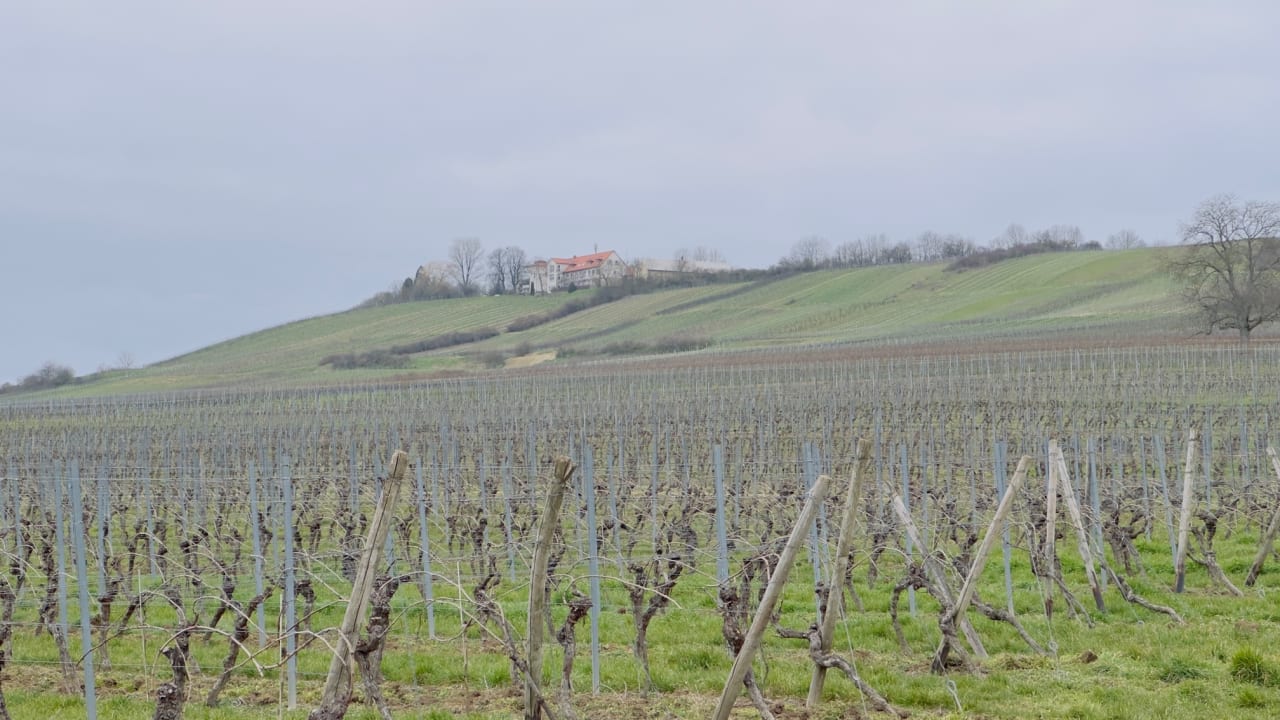 Ausblick Hofgut Wißberg - Das Weinberghotel