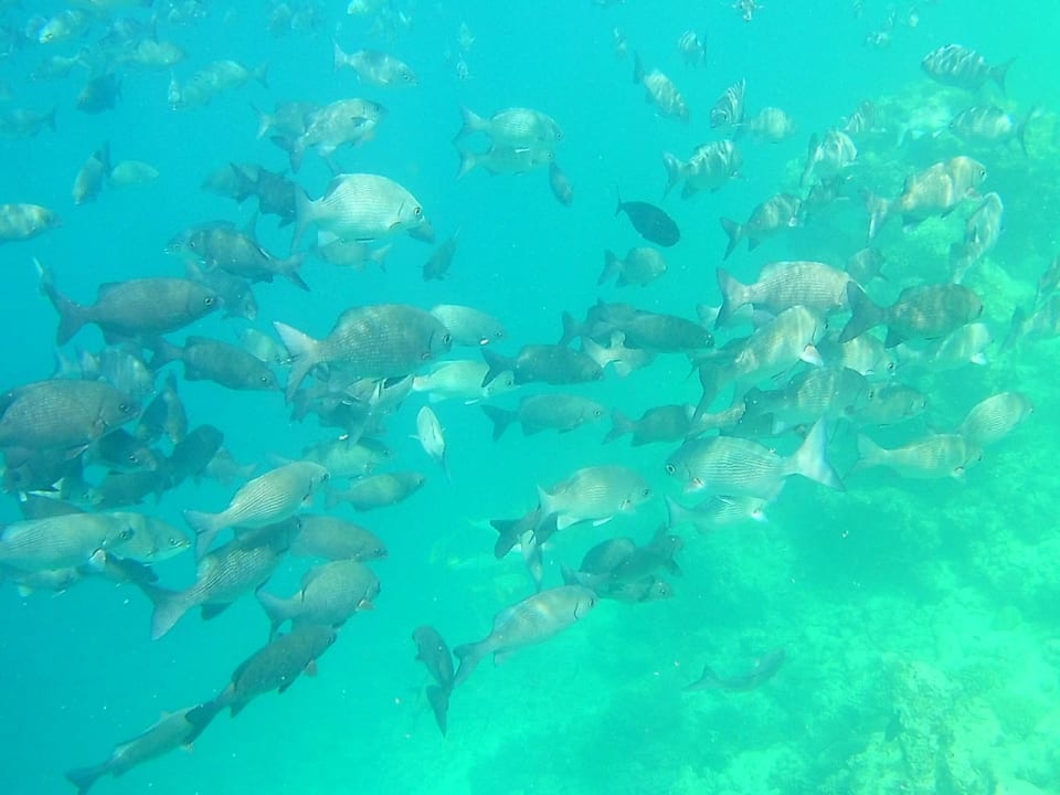 Sport & Freizeit Filitheyo Island Resort