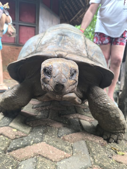 Sonstiges Hotel Riu Jambo