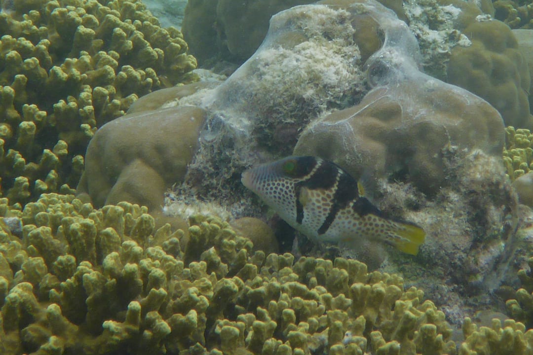 Kugelfisch Adaaran Select Meedhupparu Island Resort - Premium All Inclusive