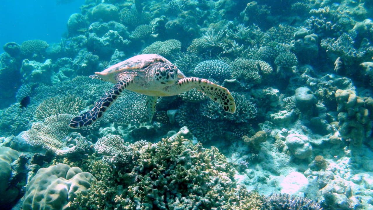 Schildkröte Eriyadu Island Resort