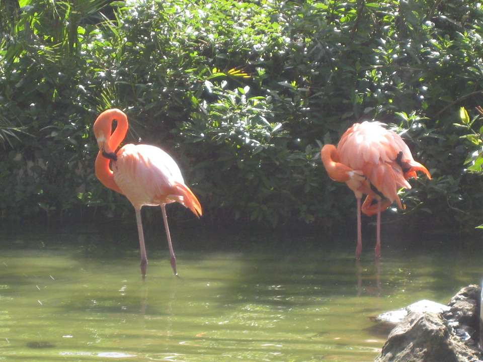Flamingos vor der Hotellobby Grand Palladium Select Bávaro Resort & Spa