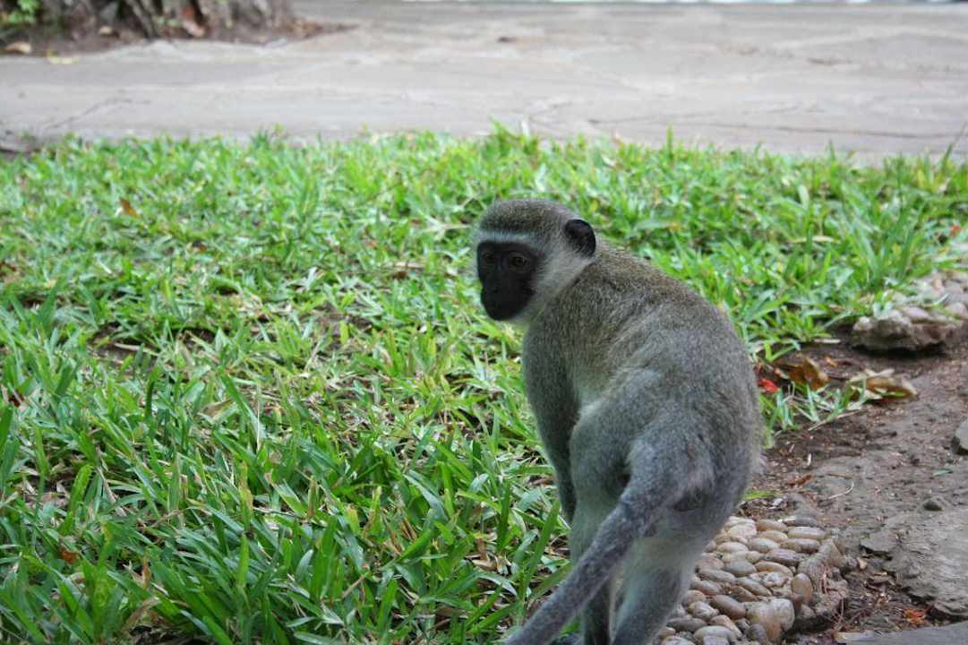 Possierliche Tierchen Baobab Beach Resort & Spa