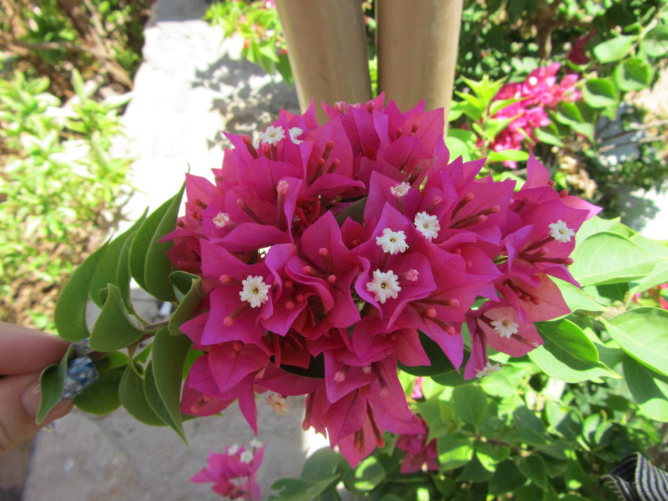 Цветок Desert Rose