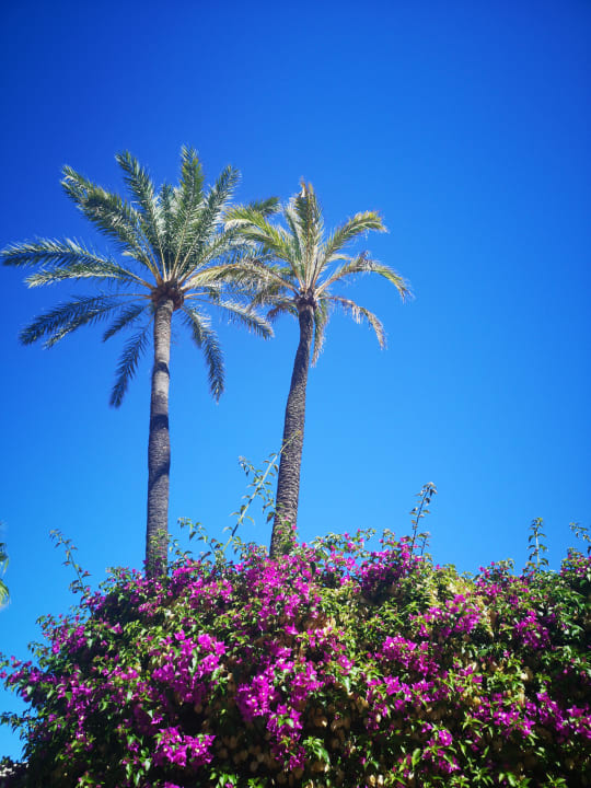 Gartenanlage Iberostar Waves Pinos Park