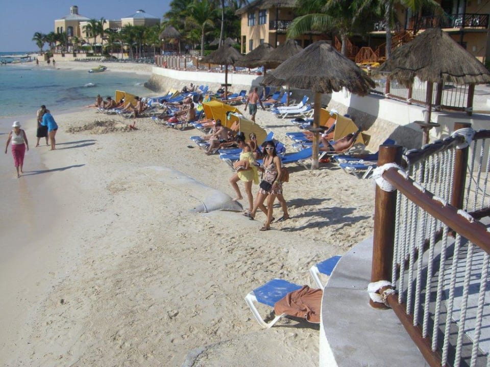 Strand für 286 Zimmer, nicht Personen Allegro Playacar