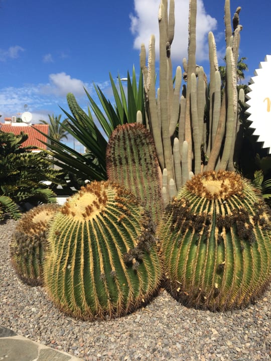 Gartenanlage Hotel Gold by Marina