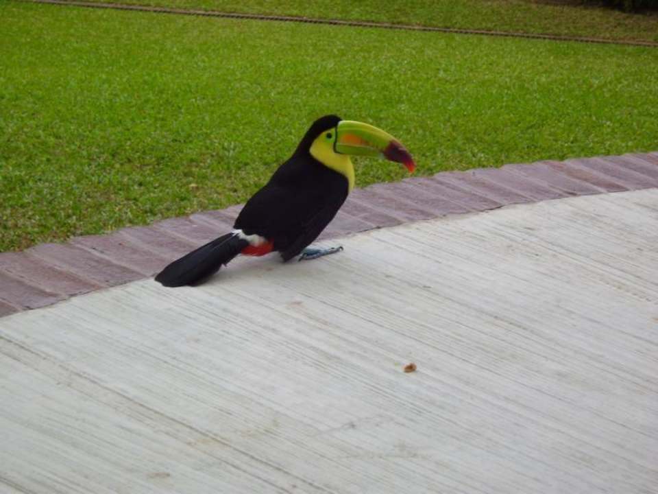 Tucan im Hotelgarten Comfort Inn Palenque
