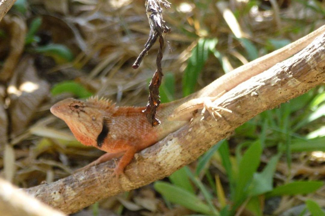 Gecko Cape Panwa Hotel