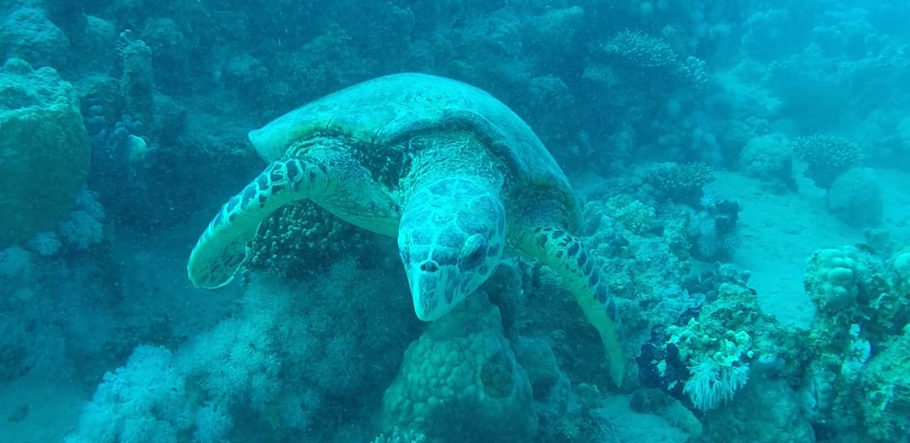 Strand Cleopatra Luxury Resort Makadi Bay