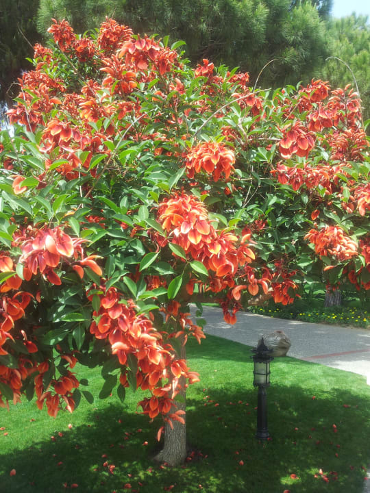 Im Garten Voyage Belek Golf & Spa