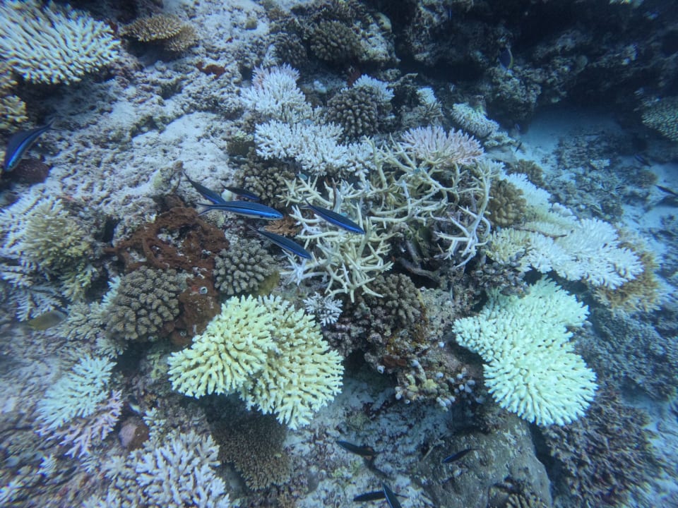 Sport & Freizeit Hotel Riu Palace Maldivas