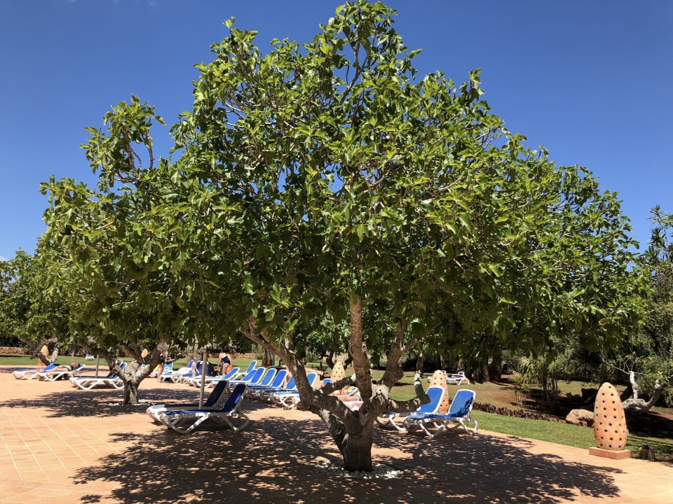 Gartenanlage Hotel Mariant Park