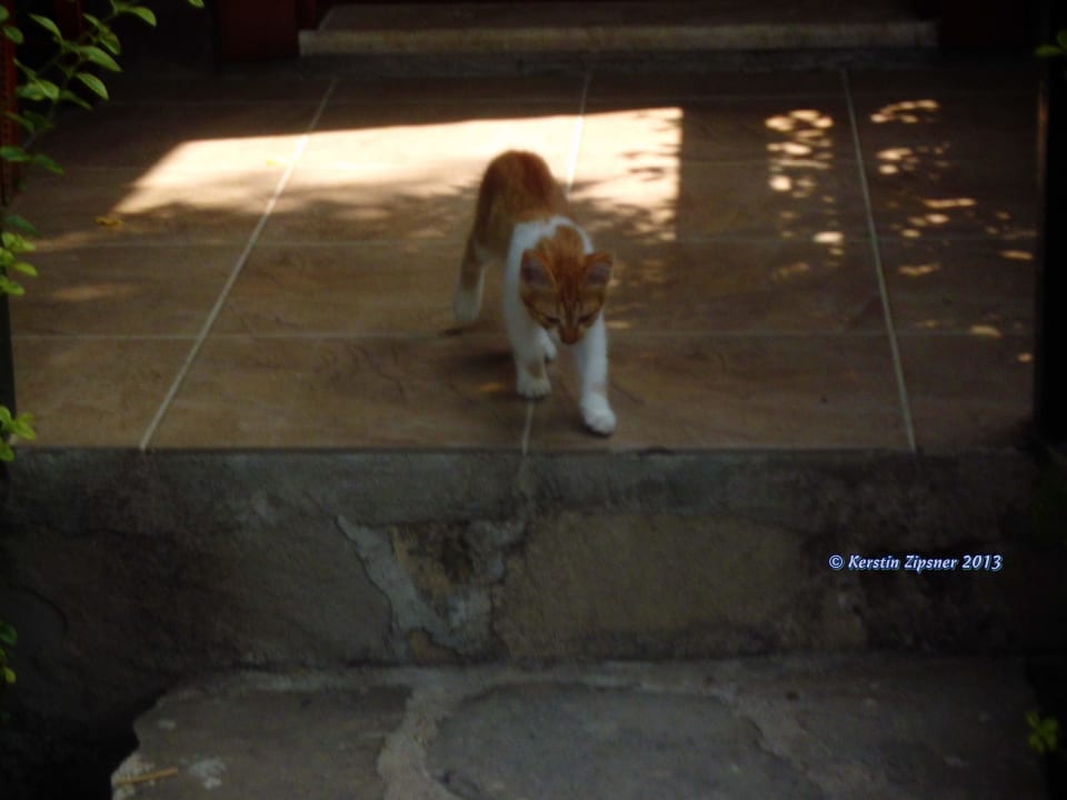 Katzen Can Garden Beach