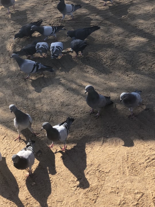 Ausblick Desert Rose