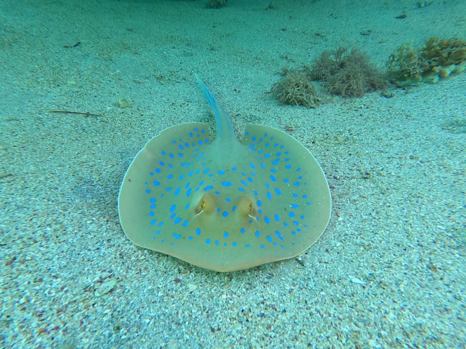 Sonstiges Utopia Beach Club