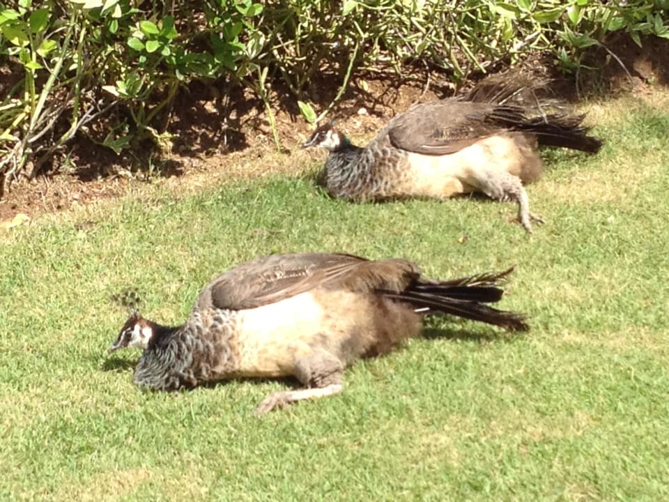Vögel Punta Cana Princess All Suites Resort & Spa
