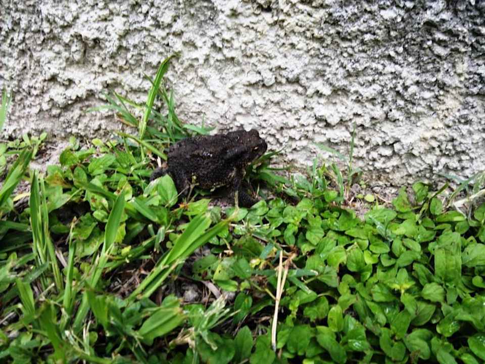 Kröte vor dem Eingang Villa Erica