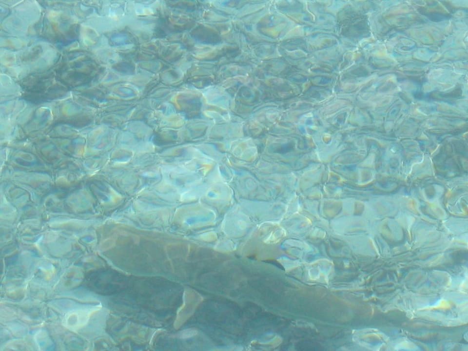 Ein kleiner Hai Summer Island Maldives