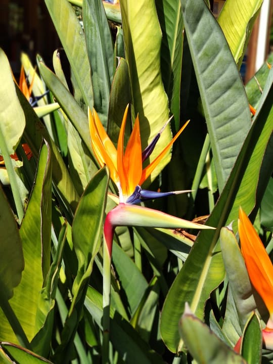 Gartenanlage Zafiro Mallorca