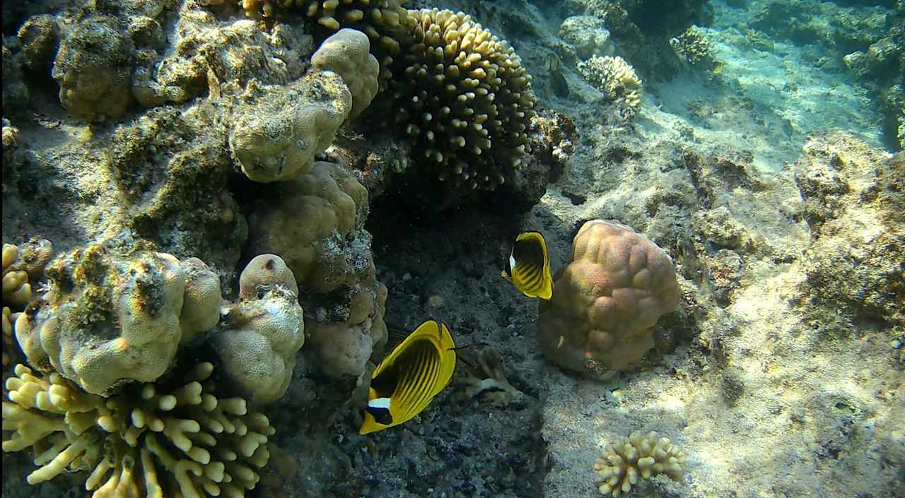 Sport & Freizeit Steigenberger Resort Alaya Marsa Alam - Red Sea - Adults only