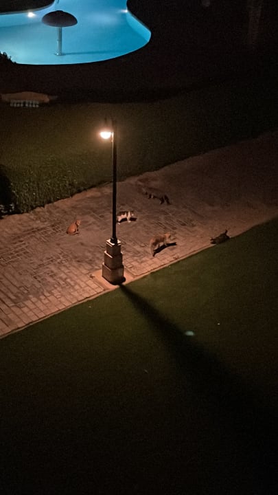 Gartenanlage Stella Garden Resort & Spa, Makadi Bay