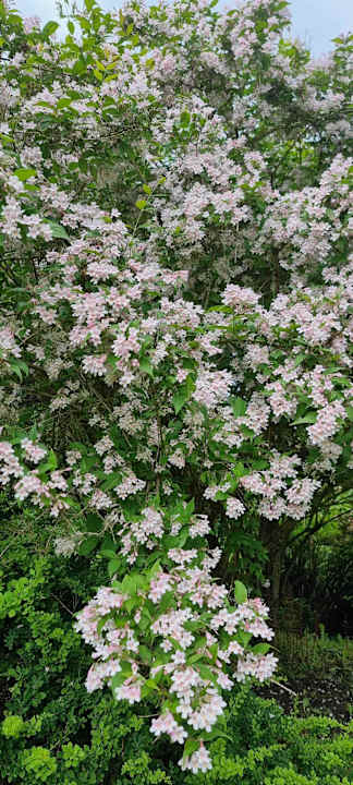 Gartenanlage Pałac i Folwark Galiny