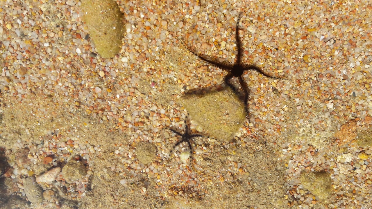 Strand Pickalbatros Citadel Resort