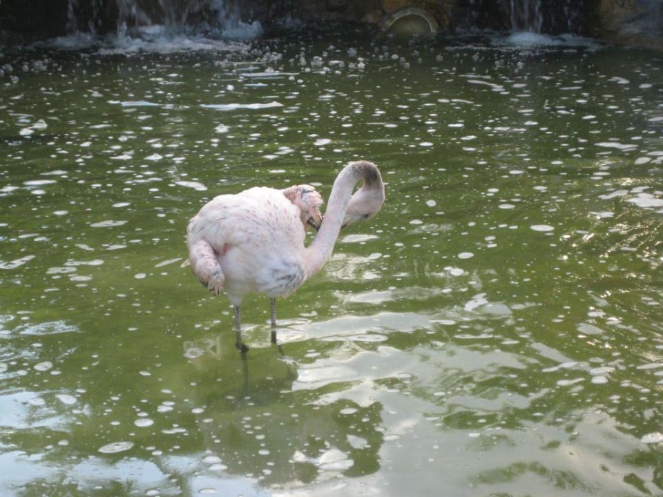 Flamingo Villas Bavaro Resort & Spa