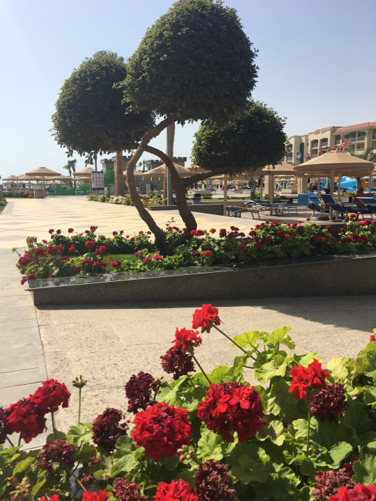 Gartenanlage Pickalbatros White Beach Resort - Hurghada