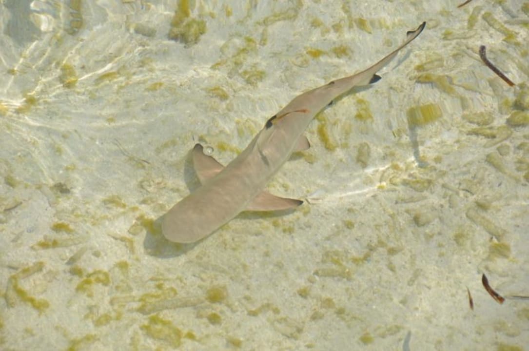 Hai am Strand Meeru Maldives Resort Island