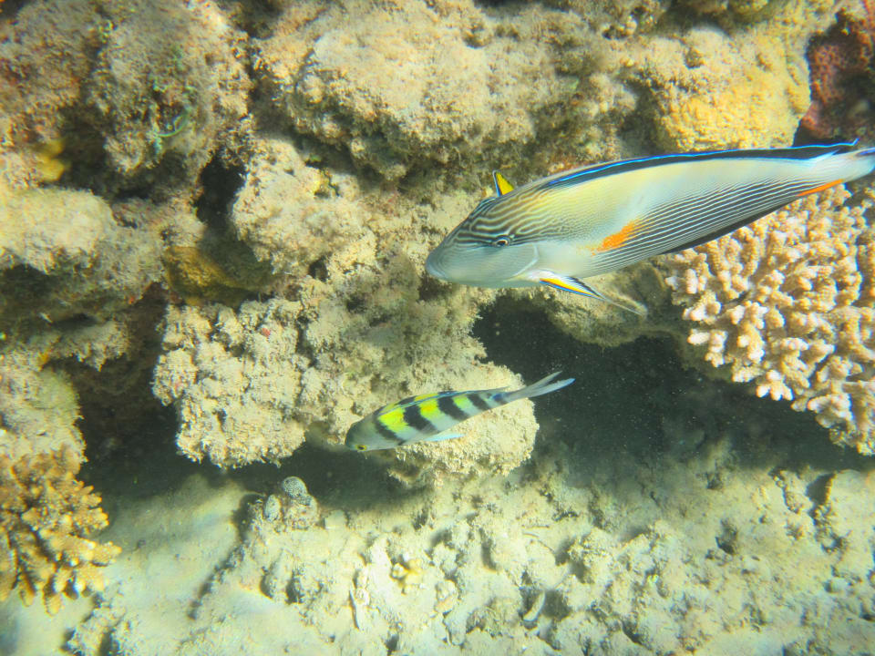 Sport & Freizeit Shams Prestige Abu Soma-Adults Only