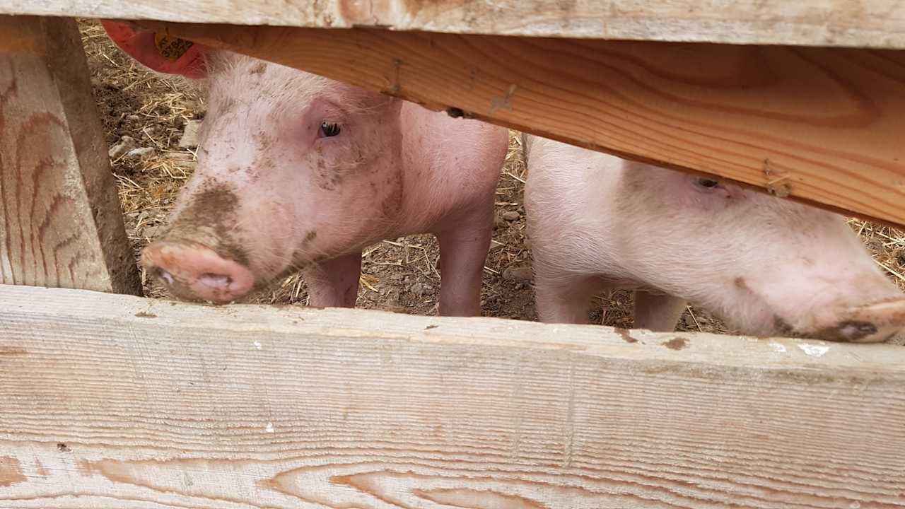 Sonstiges Bauernhof Brunnerhof