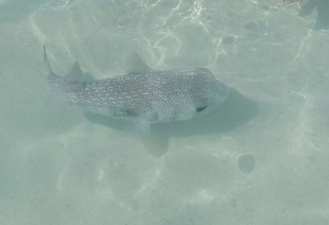 Fridolin der Kugelfisch Summer Island Maldives