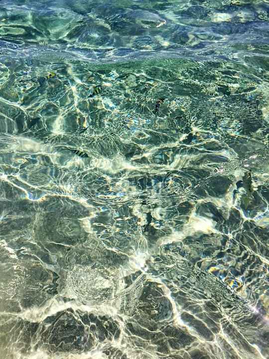 Bunte Fische im flachen Wasser Malikia Resort Abu Dabbab