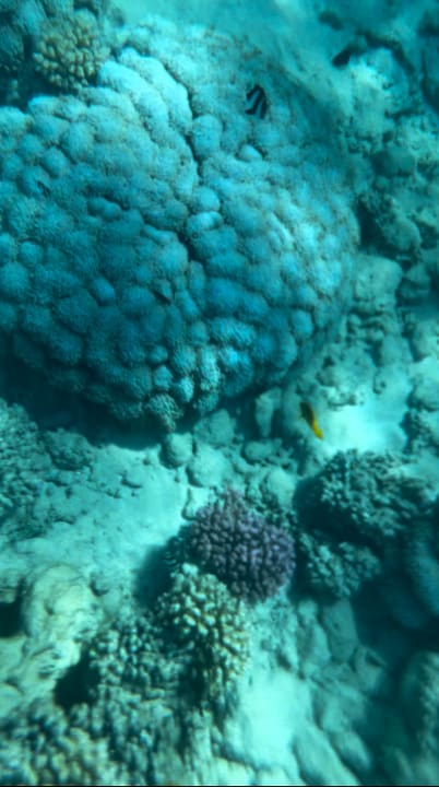 Strand Tropitel Sahl Hasheesh